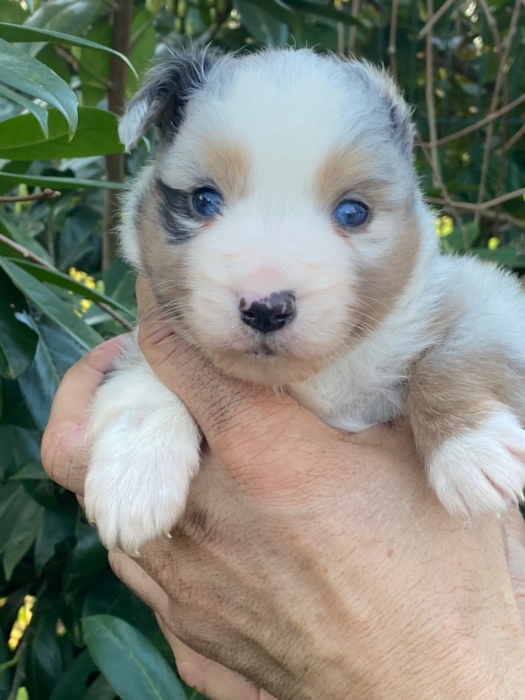 Berger Américain Miniature  - de l'Amour de l'Arc en Ciel