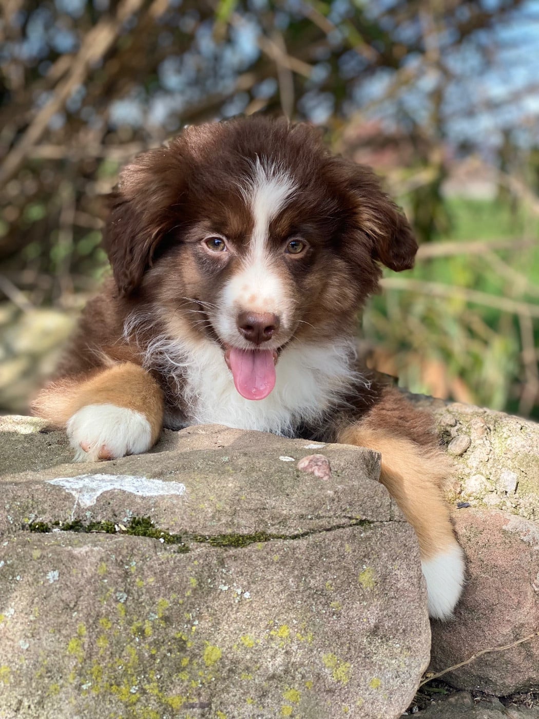 Berger Américain Miniature  - de l'Amour de l'Arc en Ciel