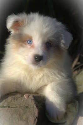 Les chiots de Berger Australien
