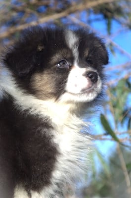 Les chiots de Berger Australien