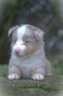 Les chiots de Berger Américain Miniature