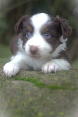 Les chiots de Berger Américain Miniature