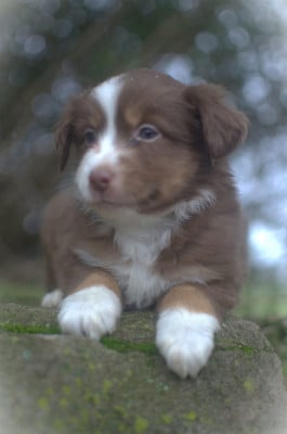 Les chiots de Berger Américain Miniature