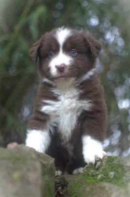 Les chiots de Berger Américain Miniature