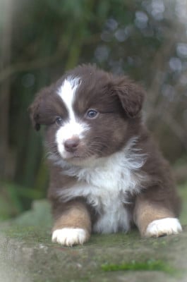 Les chiots de Berger Américain Miniature
