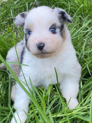 Les chiots de Berger Américain Miniature 