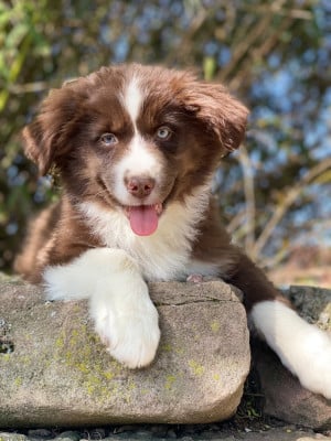 Les chiots de Berger Américain Miniature 