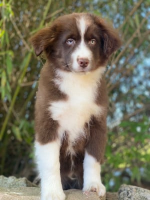 Les chiots de Berger Américain Miniature 