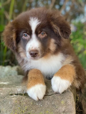 Les chiots de Berger Américain Miniature 