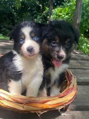 Les chiots de Berger Américain Miniature 