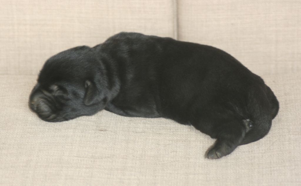 CHIOT - Labrador Retriever