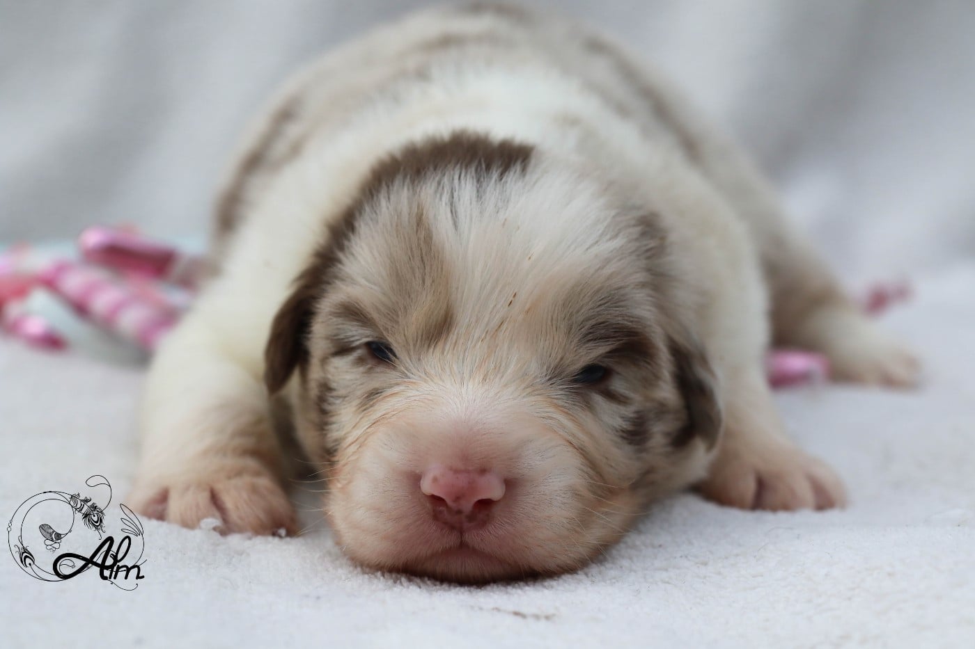 Mâle rouge merle bicolore
