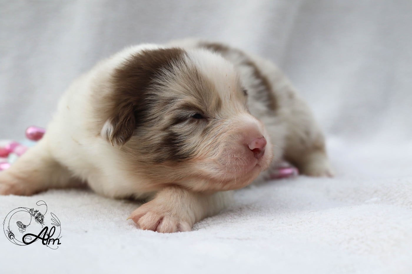 Mâle rouge merle bicolore