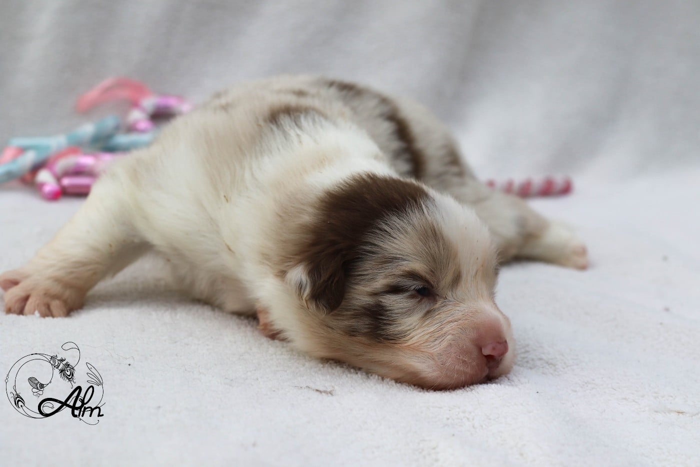 Mâle rouge merle bicolore