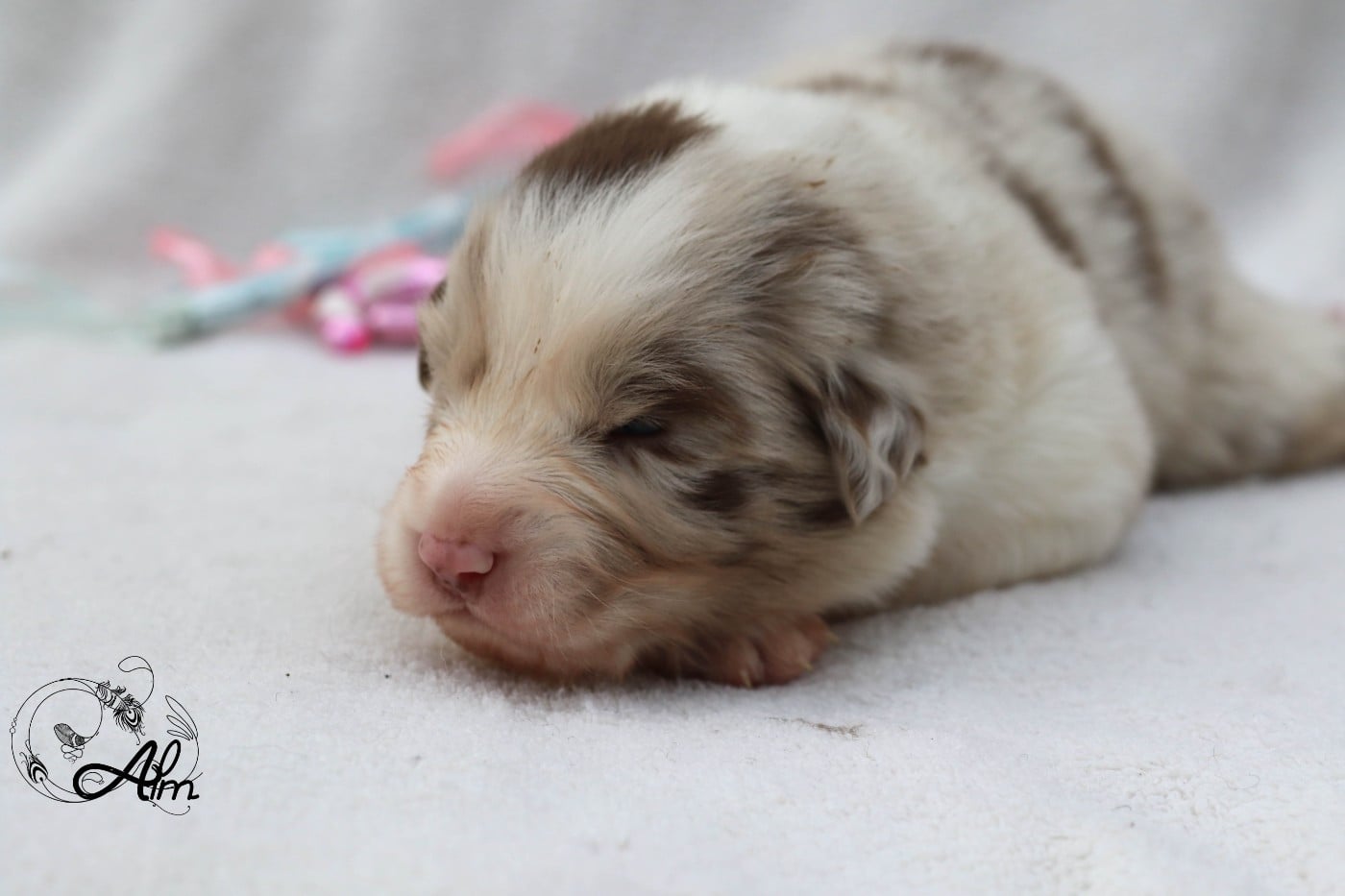 Mâle rouge merle bicolore