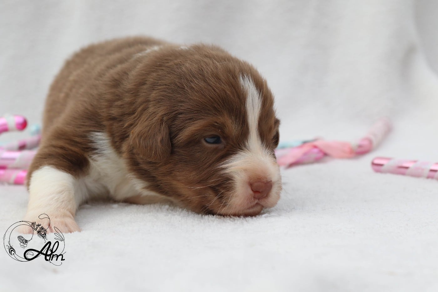 Femelle rouge tricolore