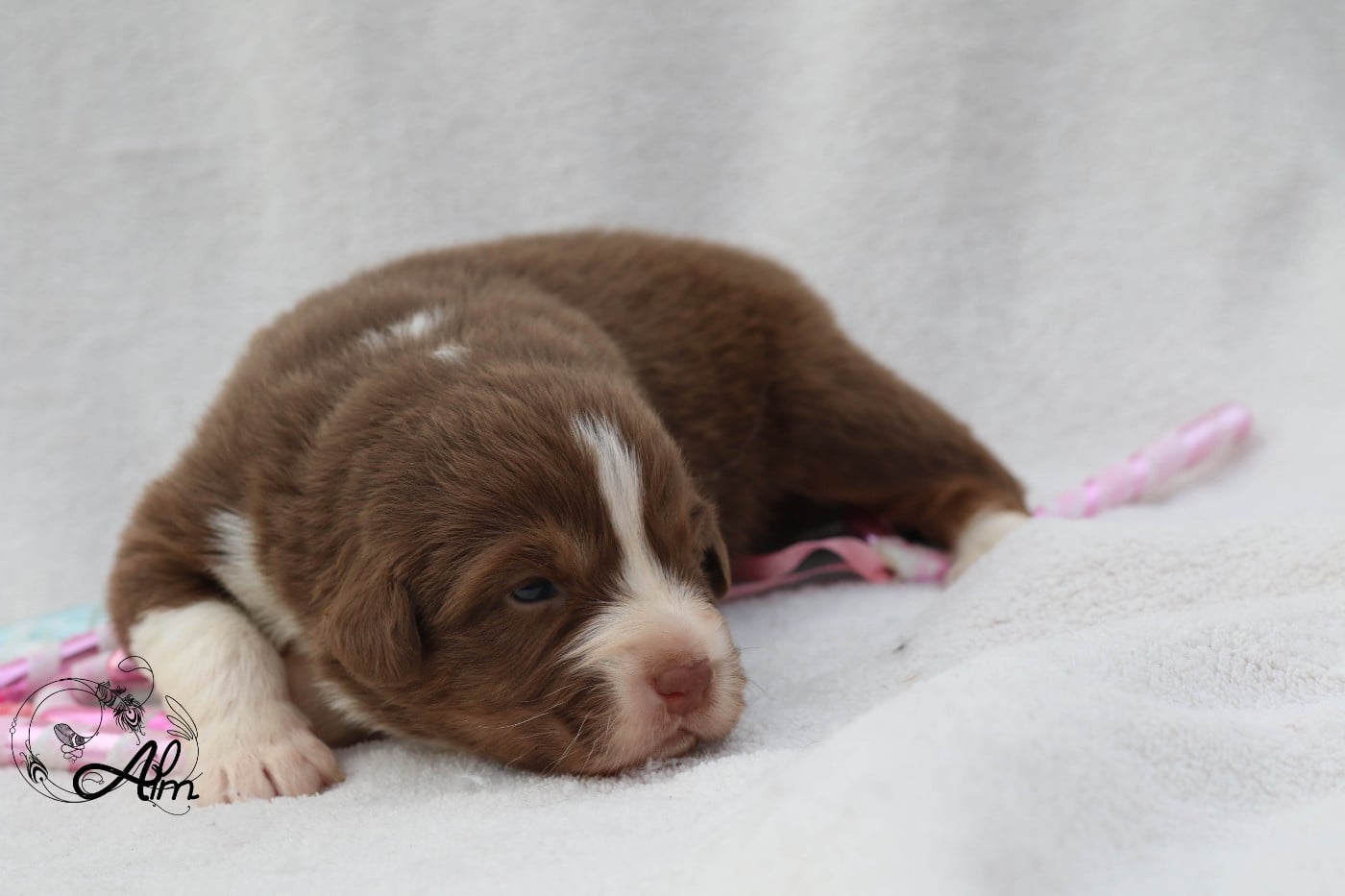 Femelle rouge tricolore