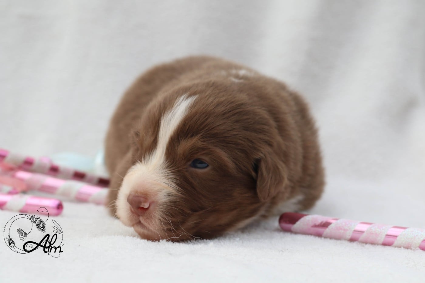 Femelle rouge tricolore