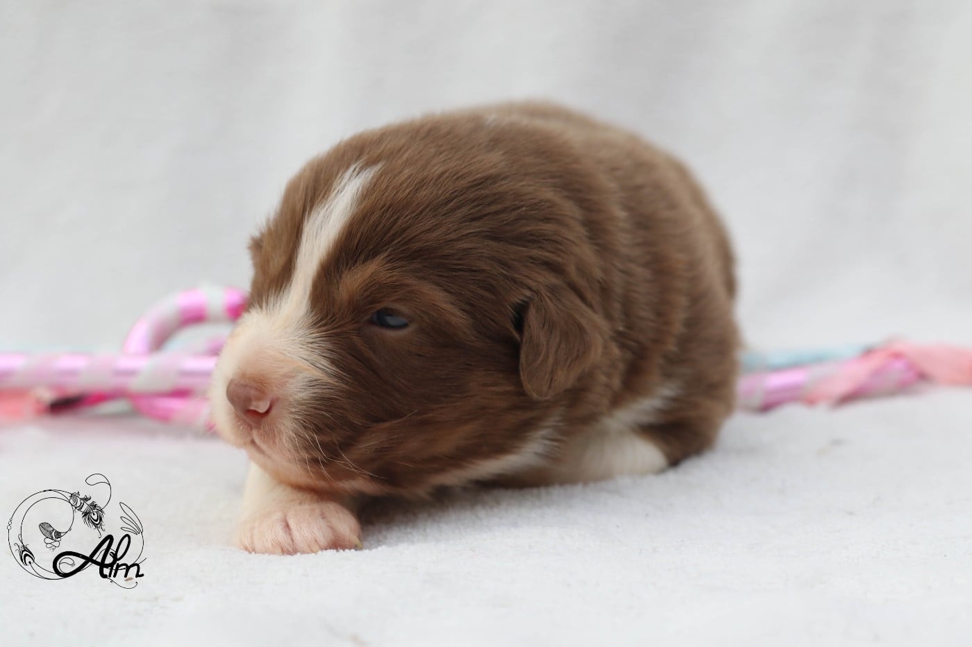 Femelle rouge tricolore