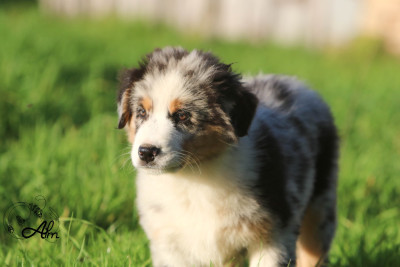Les chiots de Berger Australien