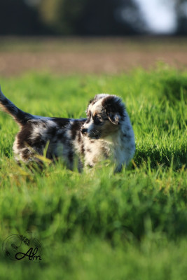 Les chiots de Berger Australien