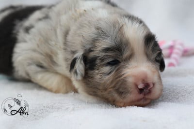 Les chiots de Berger Australien