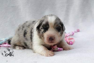 Les chiots de Berger Australien