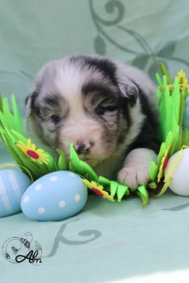 Les chiots de Berger Australien