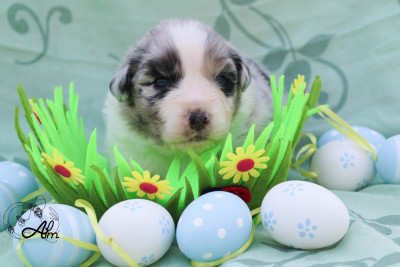 Les chiots de Berger Australien