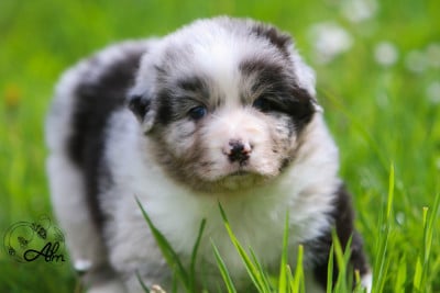 Les chiots de Berger Australien