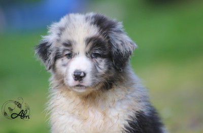 Les chiots de Berger Australien