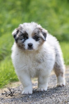 Les chiots de Berger Australien