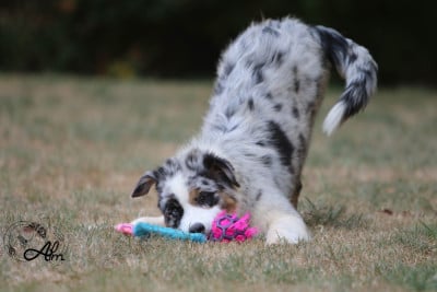 Les chiots de Berger Australien