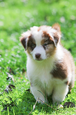 Les chiots de Berger Australien