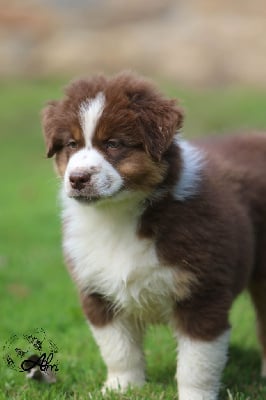 Les chiots de Berger Australien