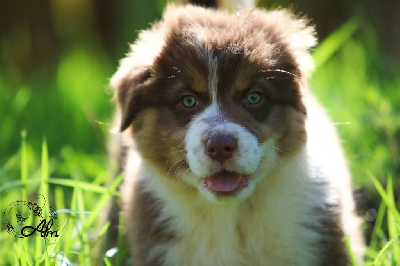Les chiots de Berger Australien