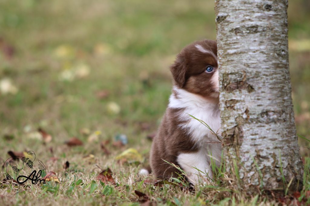 Berger Australien - of Angel'Crossings