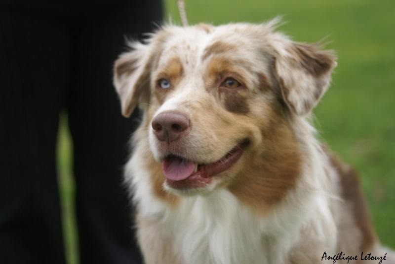 Banshee red Du Paradis Sauvage De Menestruel - Excellent (ouverte femelle)