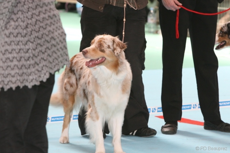 Banshee red Du Paradis Sauvage De Menestruel - Excellent (ouverte femelle)
