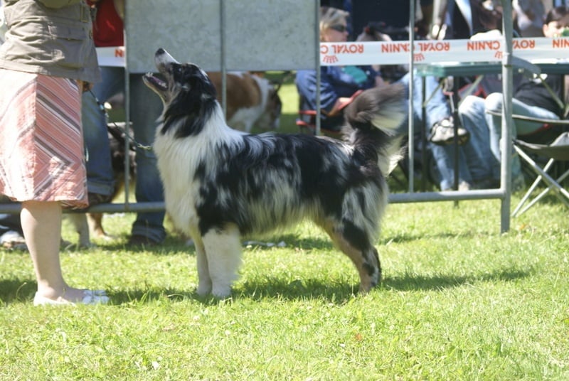 Some kind of magic's He's all that - 2ème excellent (jeune mâle)