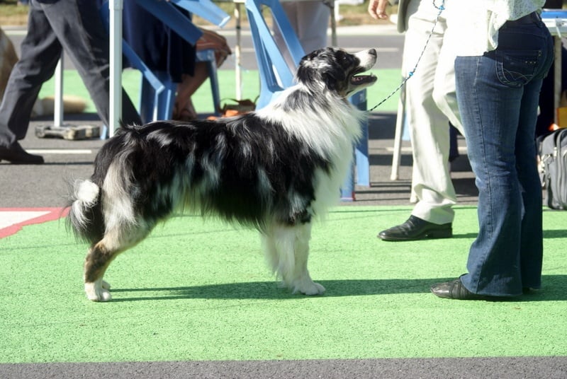 Some kind of magic's He's all that - 2 eme excellent (intermédiaire mâle)