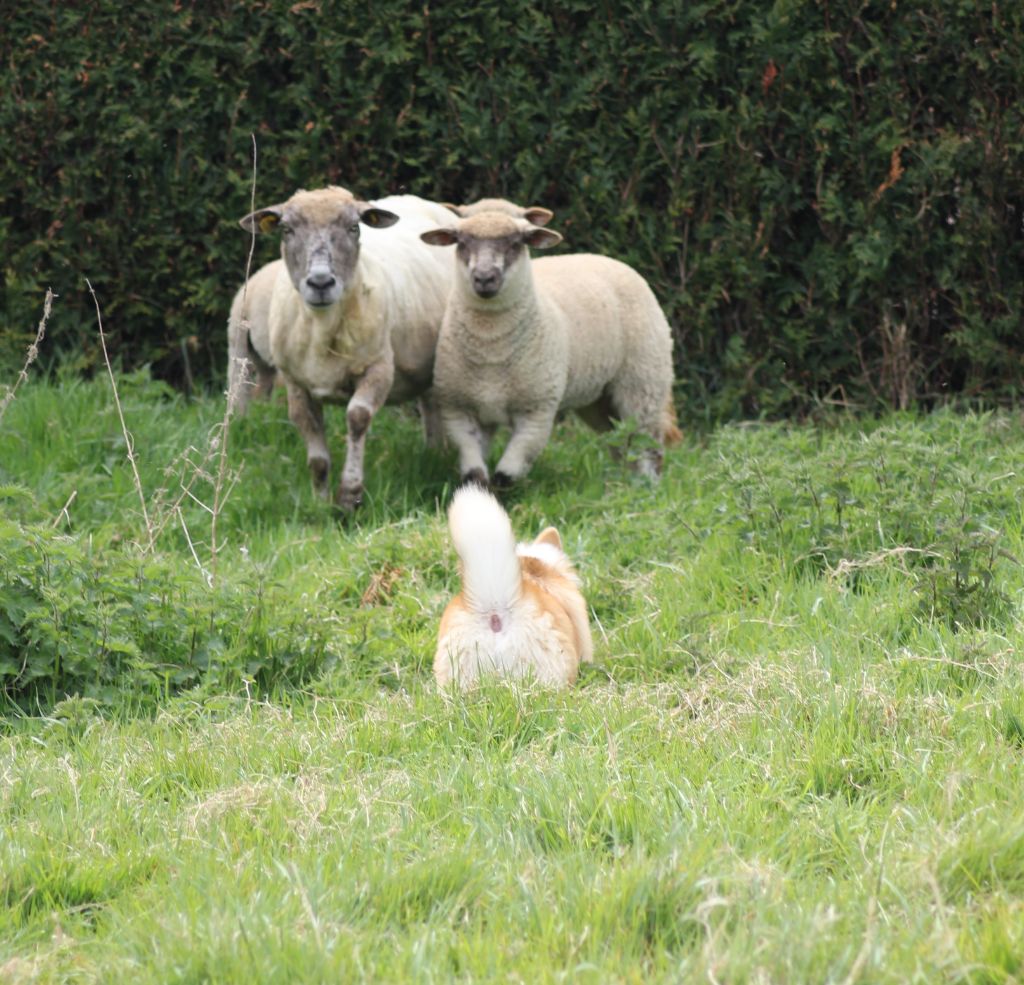 Speed seedling des Gres de Malleville
