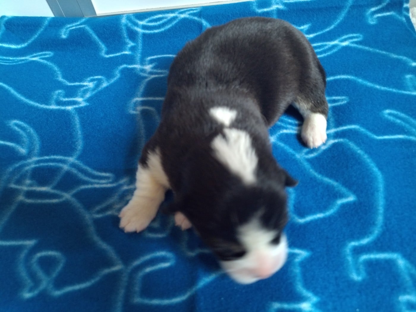 Chiot N°1