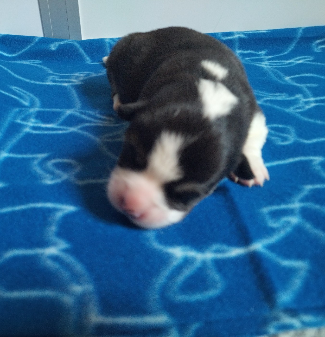Chiot N°1