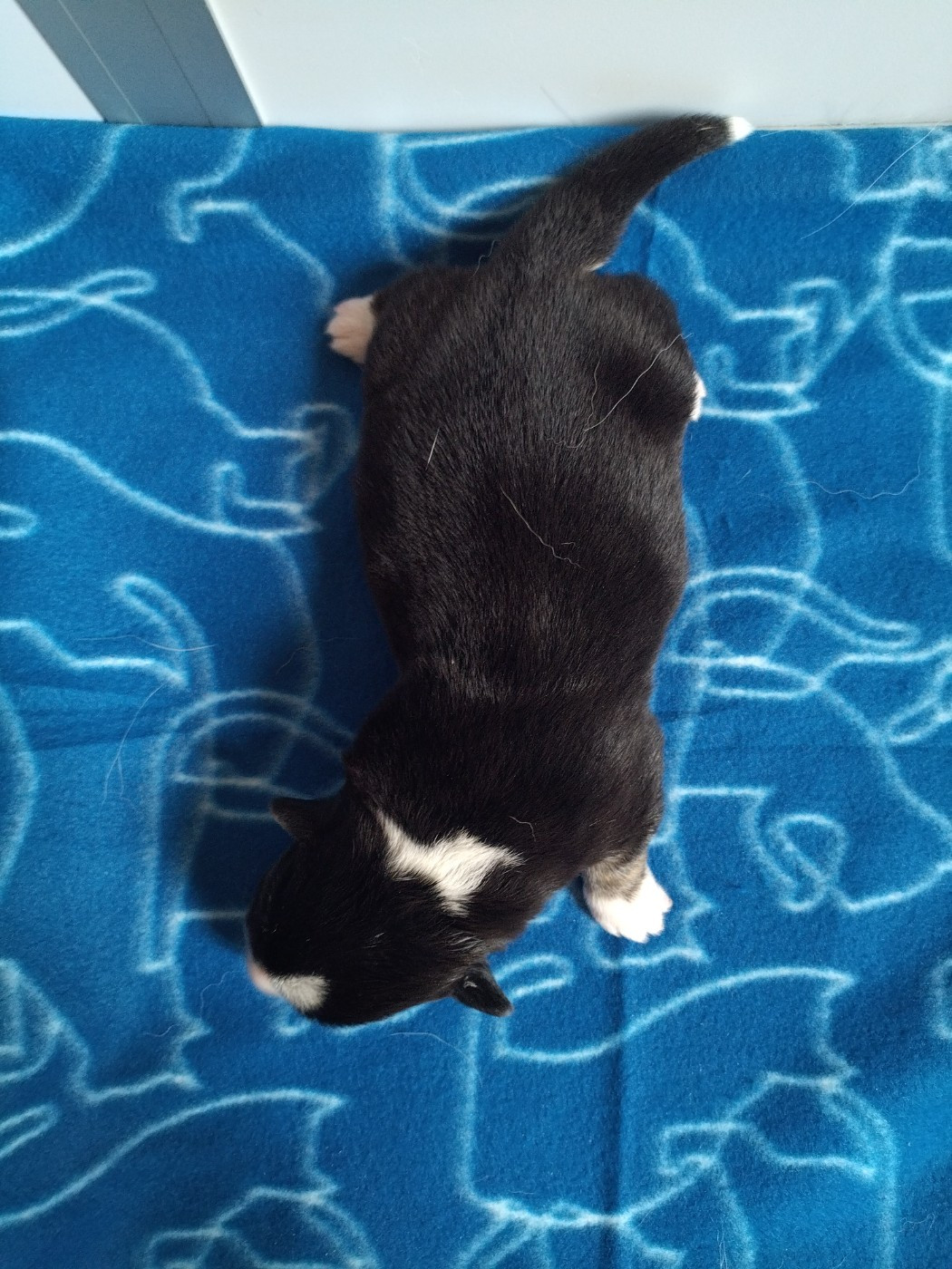 Chiot N°2