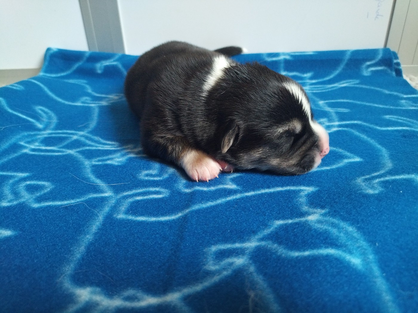 Chiot N°2