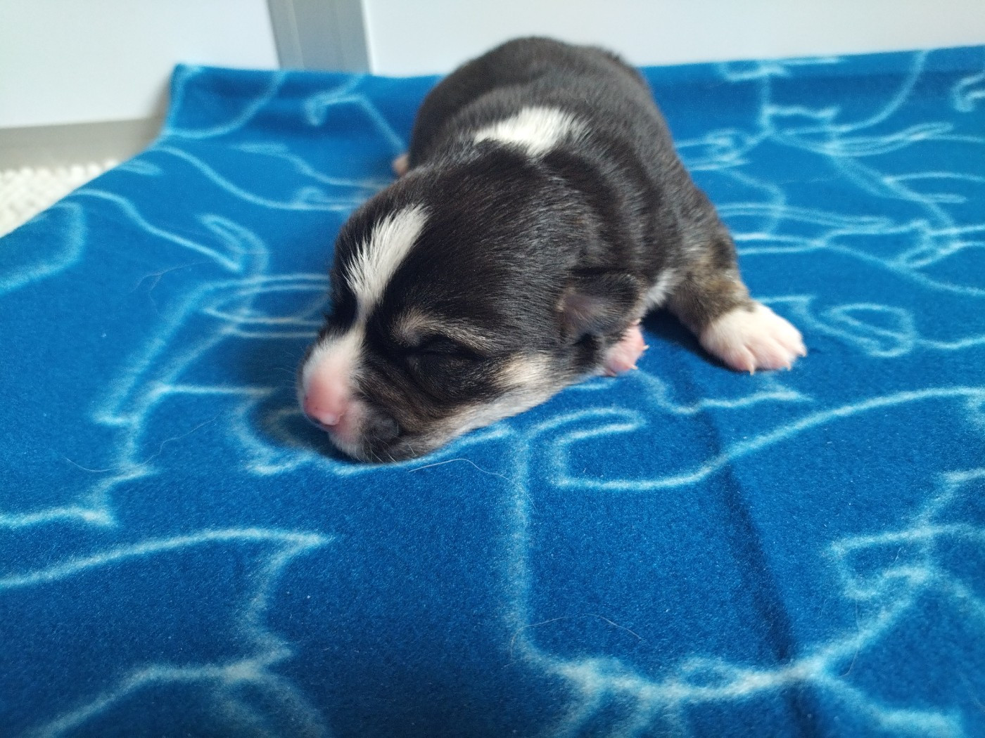 Chiot N°2