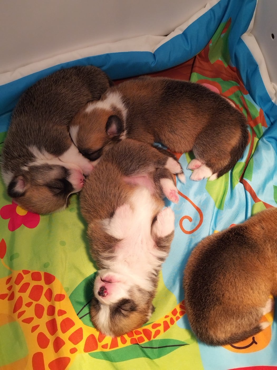 Chiot N°1 - Welsh Corgi Pembroke