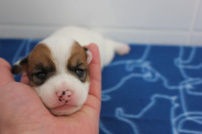 Les chiots de Jack Russell Terrier