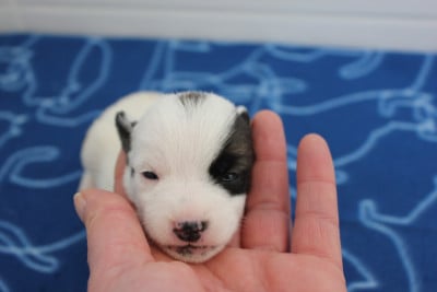 Les chiots de Jack Russell Terrier